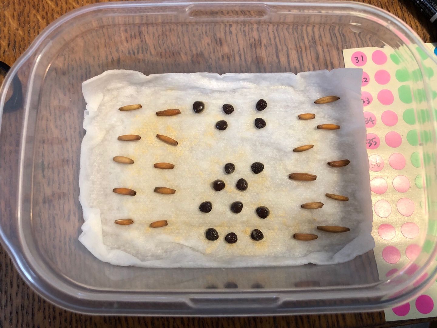 令和播種3アデニアとアデニウム 有 かえる商会 楽天ブログ