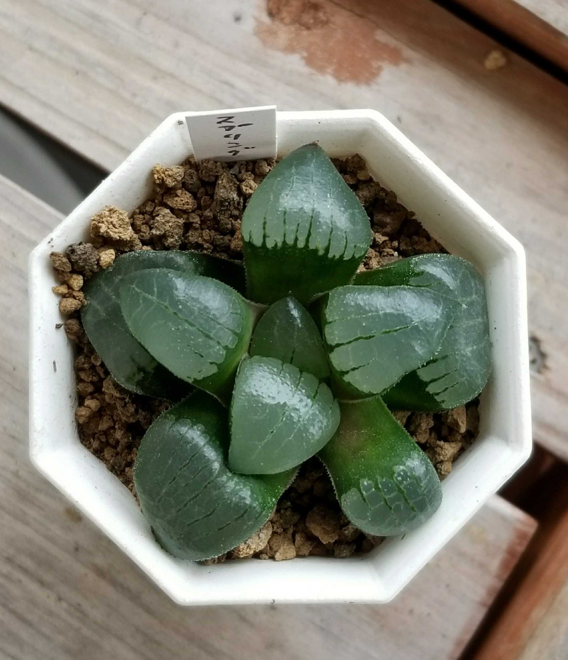 ≧∇≦）多肉植物 ハオルチア コレクタ 夜間飛行 葉挿し 【公式通販】