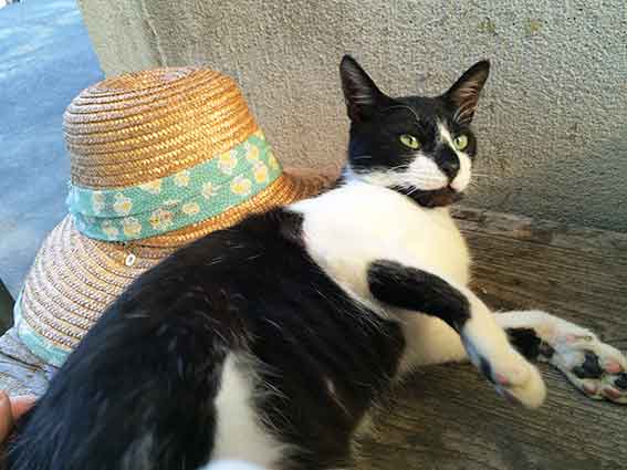 我が家のニャンコ♪2015/9/23-2