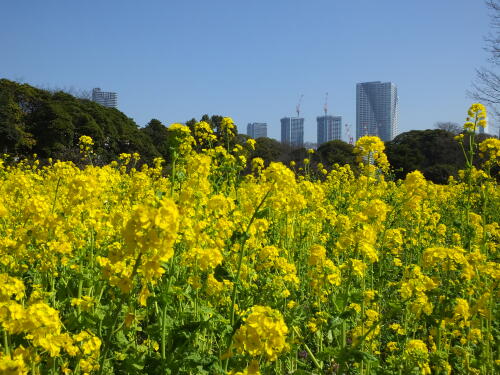 浜離宮恩賜庭園の菜の花