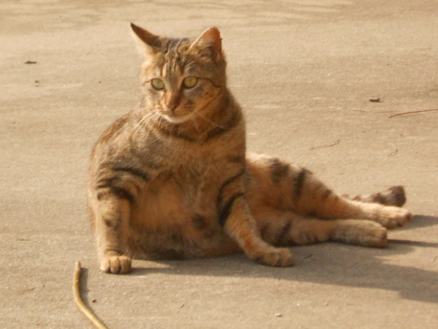 DSCN0950.JPG
