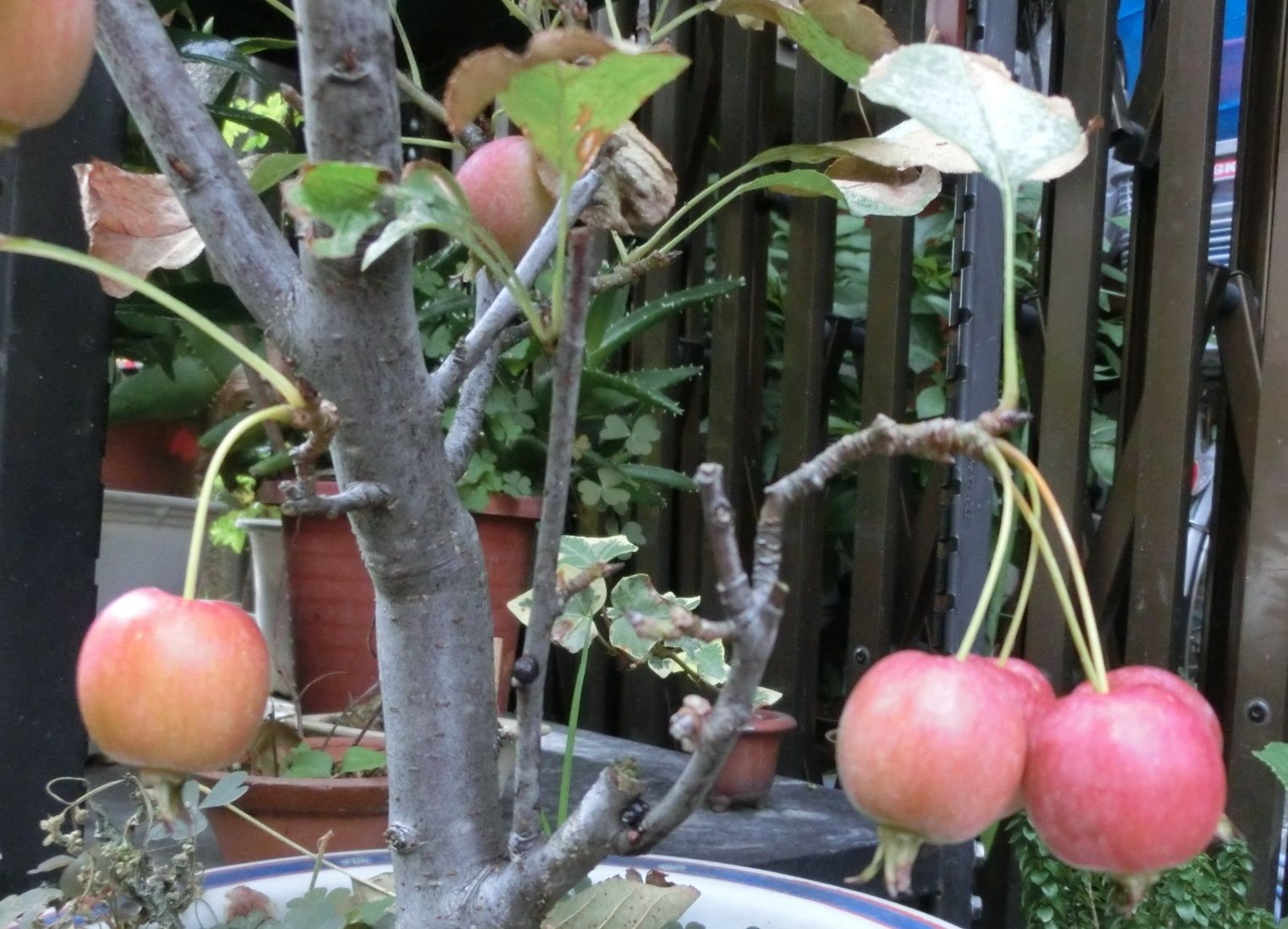 ヒメリンゴ カリン カキ 柑橘類 だい のひとりごと 楽天ブログ