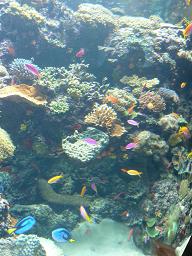 P1150306海洋博物館９.jpg