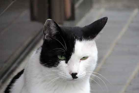 我が家のニャンコ♪2015/11/20-3