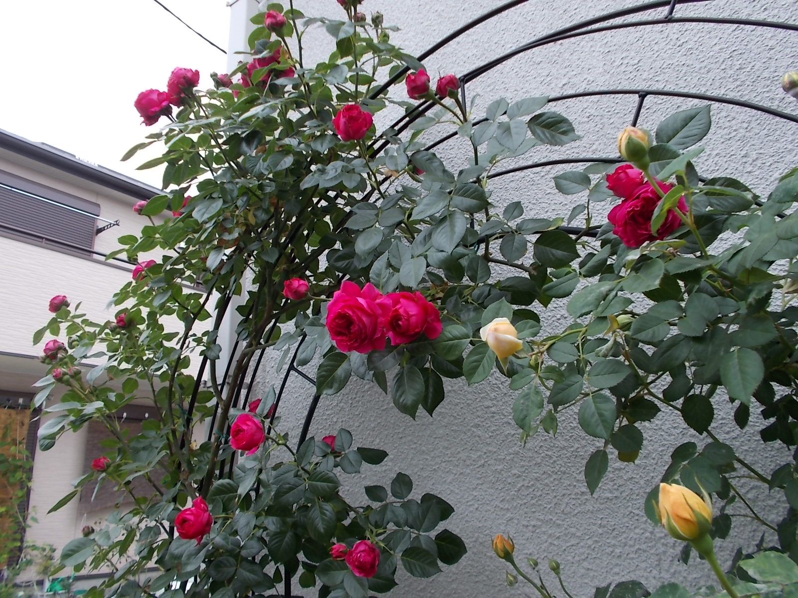 ルージュ ピエール ドゥ ロンサール 品種紹介 バラを咲かせることが好き 楽天ブログ
