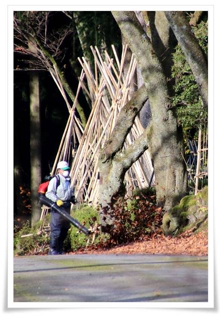 樹木公園-22 15.12.2