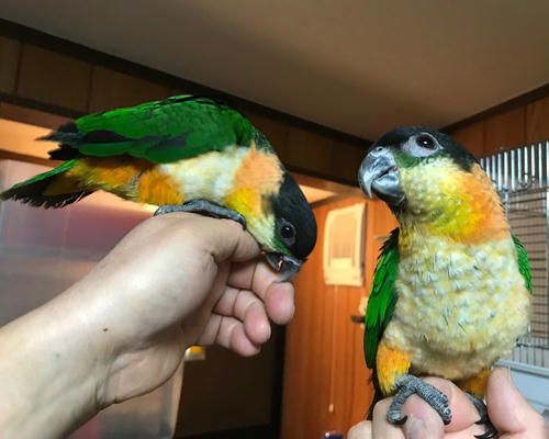 ズグロシロハラインコ2羽で仲良し Inkoya日和 楽天ブログ