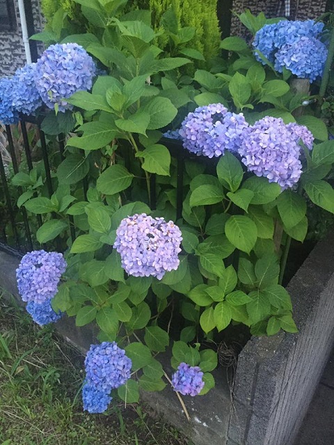 夕暮れ紫陽花１.jpg