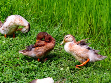 アイガモ　4　7.25　2016　ｐ