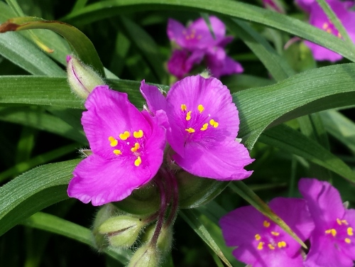 20150524_083354 (500x376).jpg