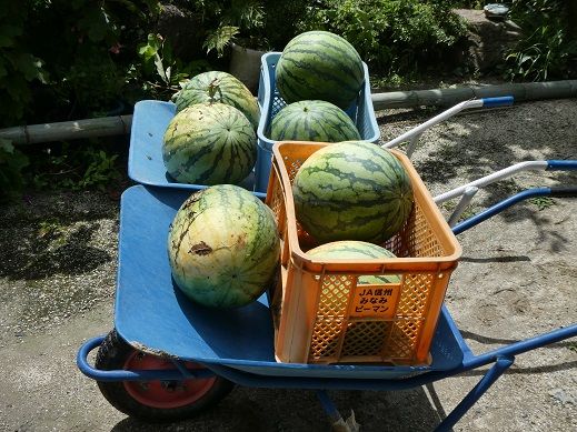 おじだ スイカを収穫 井戸に冷やす カボチャを収穫 クルミを拾い集める 裏山の草刈を完了させる あんじゃねえ通信 楽天ブログ