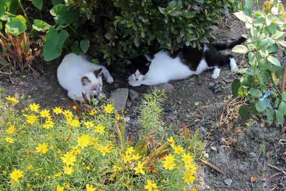 我が家のニャンコ♪2013/7/27-3