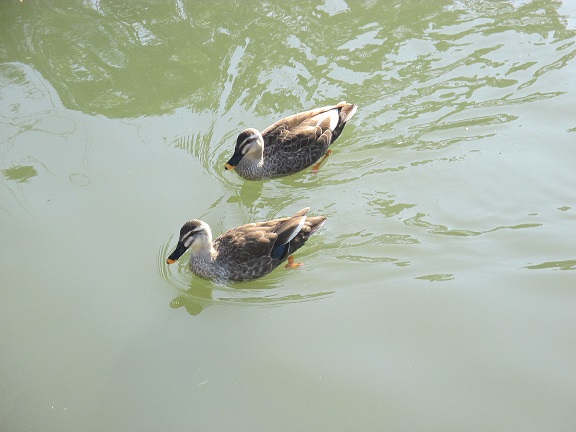 20130321#カルガモ夫婦2-2