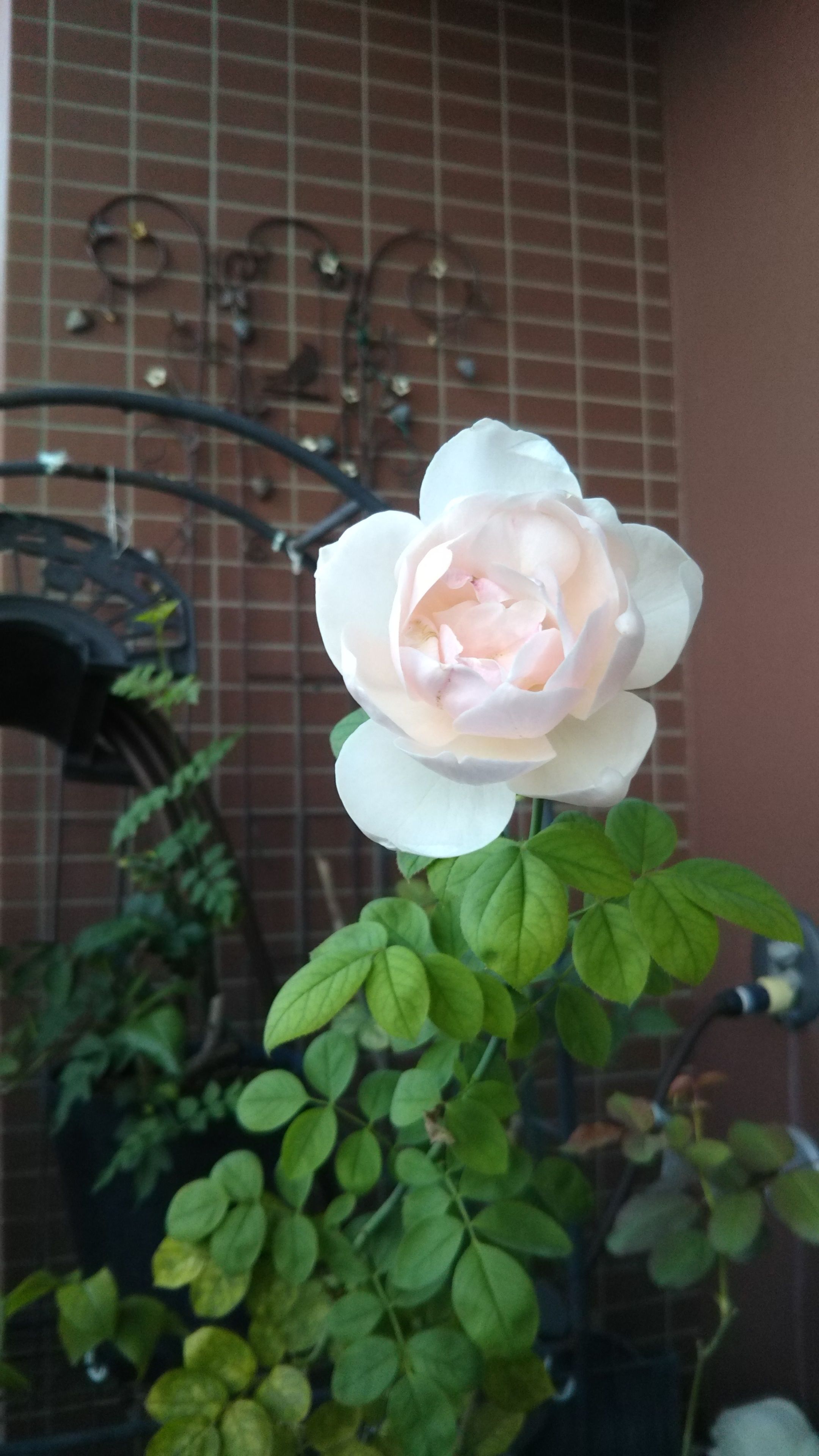 完全無農薬の薔薇 シャリファアスマ Momopopのブログ 楽天ブログ
