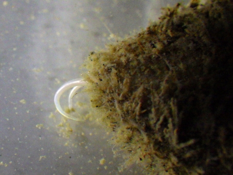 コガネウロコムシ科（Aphroditidae）の一種14　感触手