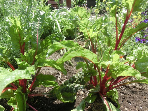 スイスチャード