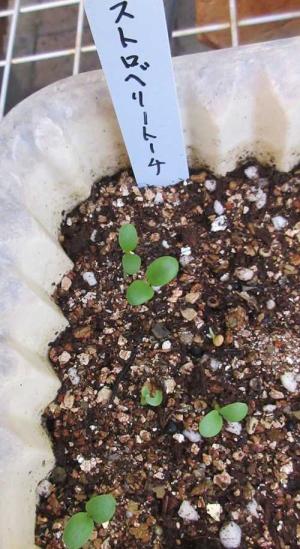 種から花を育てる 狭い庭を花いっぱいにする育て方 楽天ブログ 種から花を育てる 狭い庭を花いっぱいにする育て方 楽天ブログ
