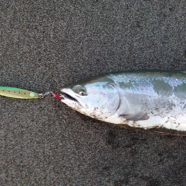 サクラマスが釣れない人の二つの共通点 北国の遊び方 北海道の釣りブログ 楽天ブログ