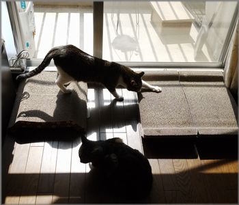 でもやっぱりなんでも大きいほうがいいかな