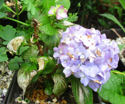 その他の花木 の記事一覧 趣味は園芸だけれども 楽天ブログ