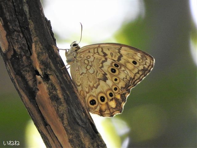 サトキマダラヒカゲ2019年8月27日