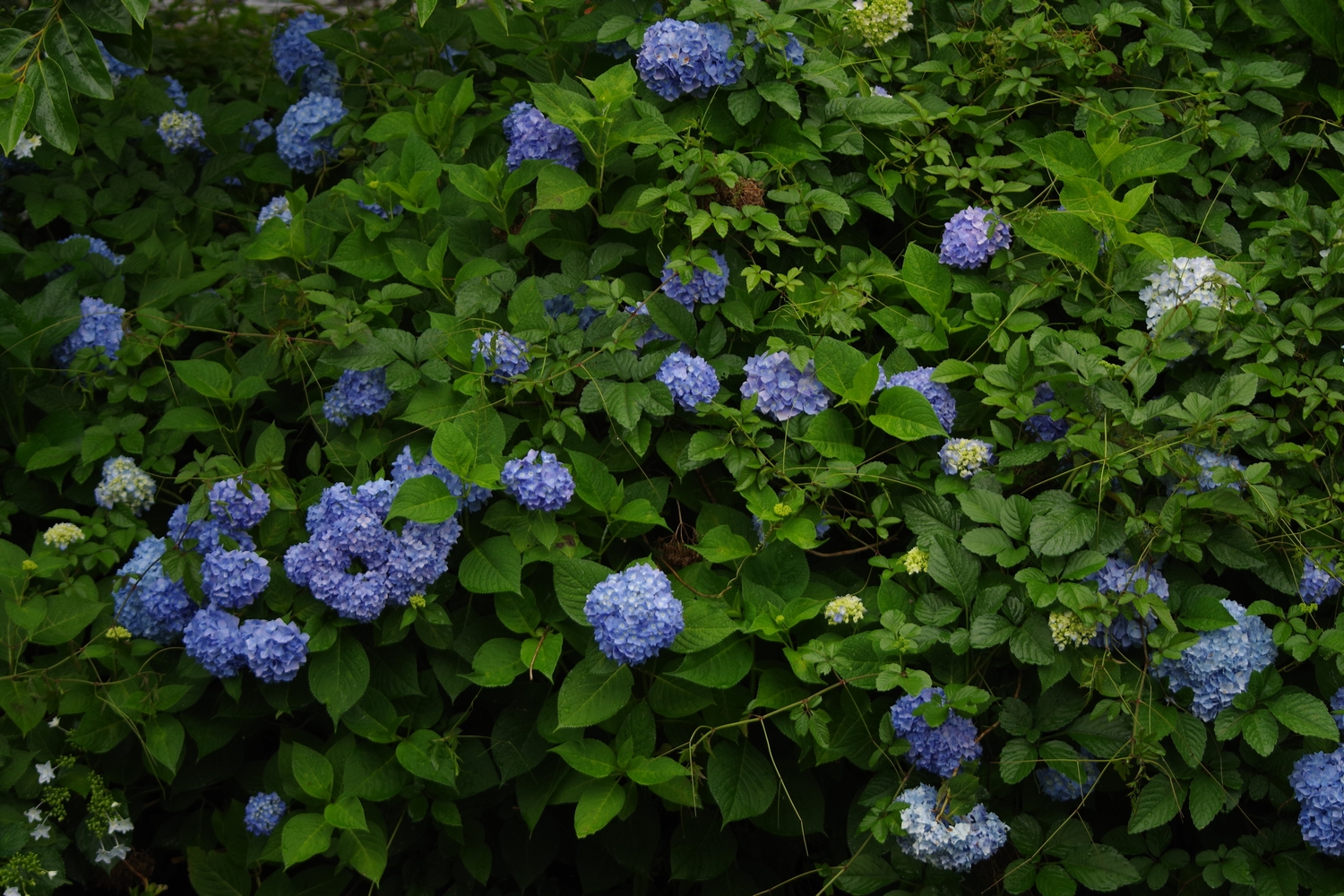 紫陽花青０２