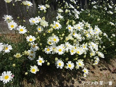 20160501 尾道市から四国へ4