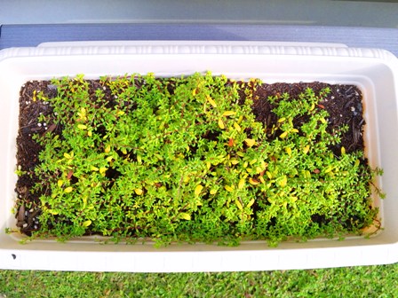 ロンギカウリス鉢植えの成長1