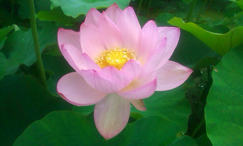 20150627蓮の花21-2