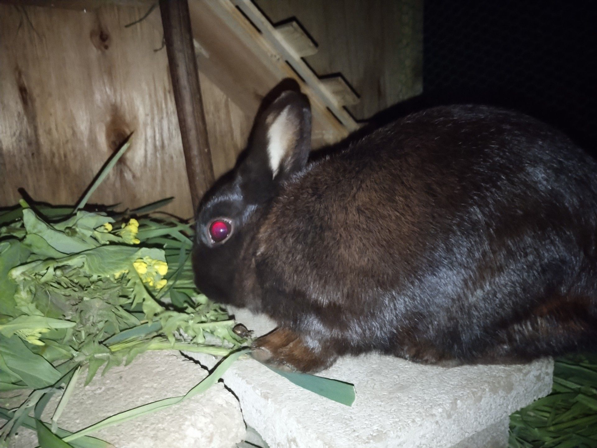 つぶちゃんのトイレ うさぎの屋外飼育 ペット達と時々日記 楽天ブログ