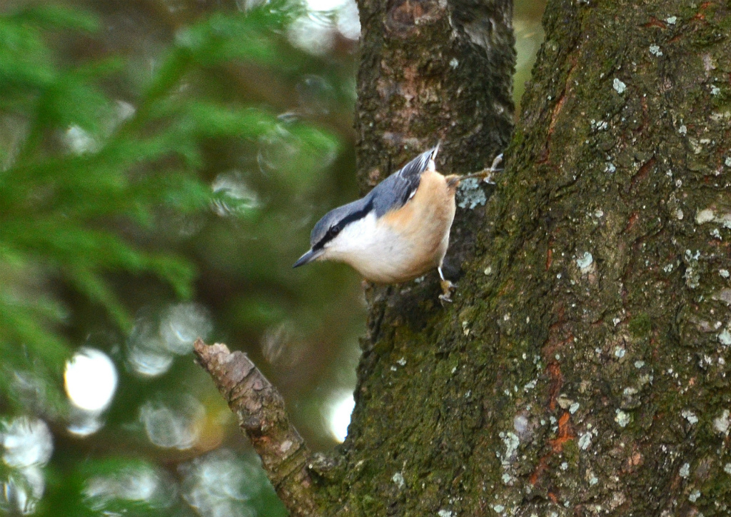 DSC_0066.jpg