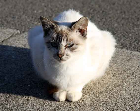 我が家のニャンコ♪2013/10/18-3