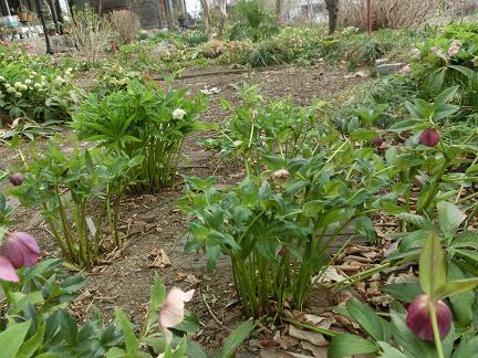 クリスマスローズ