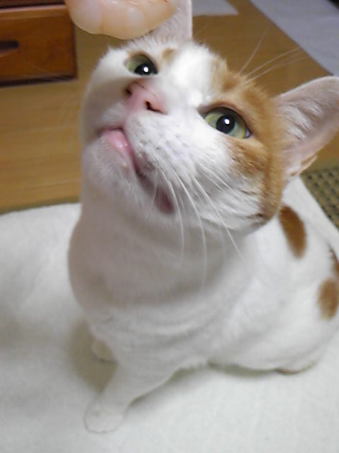 maruko