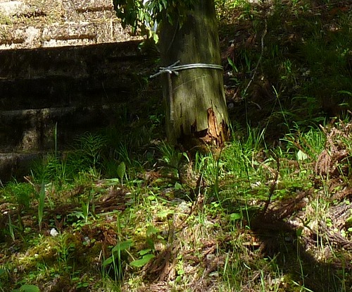 20140531小三郎神社2