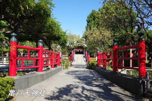 亀戸天神社 菊まつり