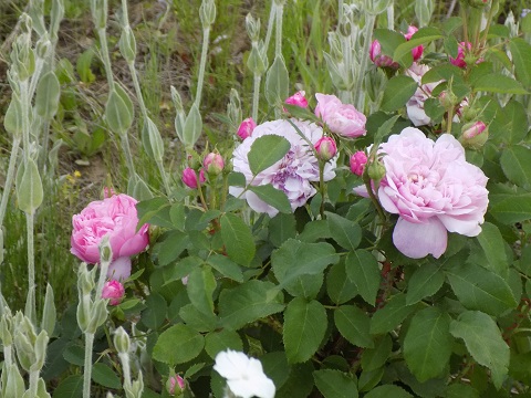 DSCN3627.JPG