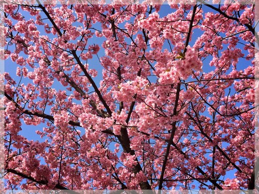 三浦海岸の河津桜