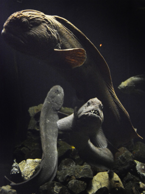 須磨水族館24