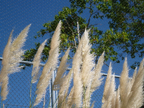 P1130094(1).JPG