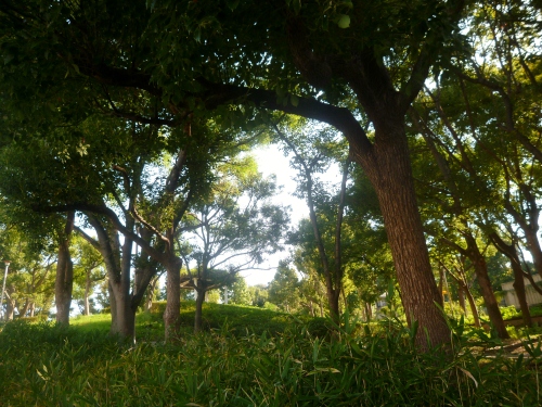 020 (500x375).jpg
