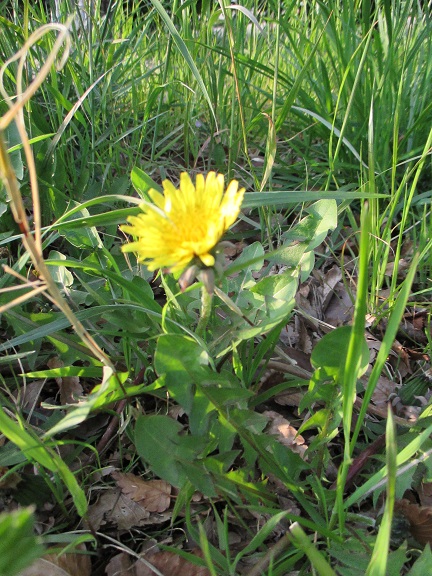 20130328#タンポポ