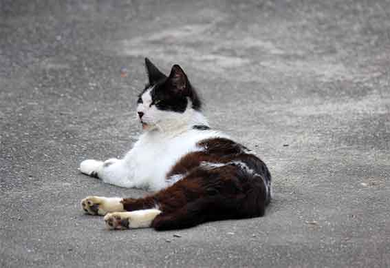 我が家のニャンコ♪2015/8/8-3