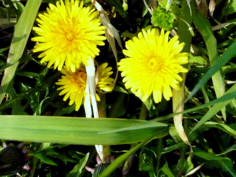 タンポポの花