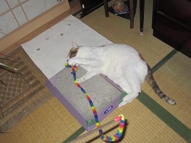IMG_4681f.JPG