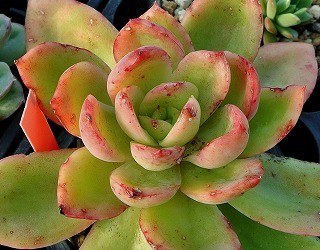 DSC_4813.jpg