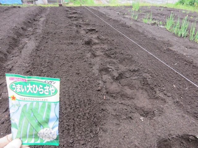 白インゲン豆栽培 なにとなく日々のこと 楽天ブログ