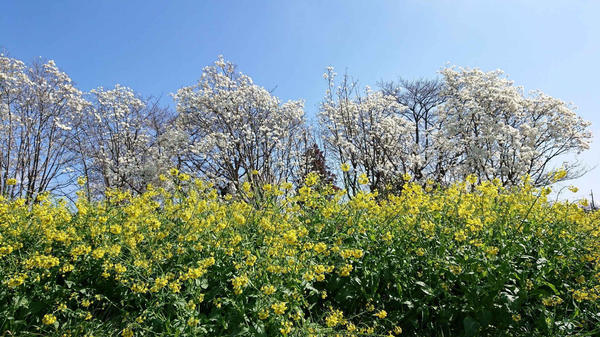 菜の花を見に プリザ Hana 花 ガーデン 楽天ブログ