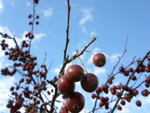 jyu-nn berry