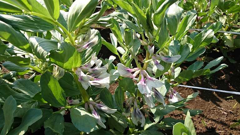 ソラマメの花 ほっとする音楽 猫 野菜作り 楽天ブログ